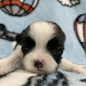 シーズー【茨城県・男の子・2025年10月20日・ホワイト&ゴールド】の写真「可愛い男の子♫」