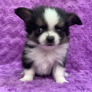 チワワ(ロング)【茨城県・男の子・2025年10月6日・ブラックタン&ホワイト】の写真「可愛い男の子♫」