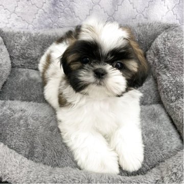 シーズー【茨城県・男の子・2025年1月29日・ホワイト&ゴールド】の写真「可愛い男の子」