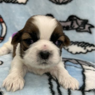 シーズー【茨城県・男の子・2025年10月23日・ホワイト&ゴールド】の写真「むっちり逞しい男の子」