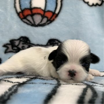 シーズー【茨城県・女の子・2025年10月20日・ホワイト&ゴールド】の写真「可愛い女の子♡」