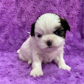 シーズー【茨城県・男の子・2025年10月27日・ホワイト&ゴールド】の写真「個性的なお顔の模様♡」