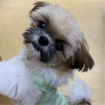 シーズー【茨城県・男の子・2025年1月29日・ホワイト&ゴールド】の写真「可愛い男の子♪もう直ぐ７ヶ月2.8ｋｇ」