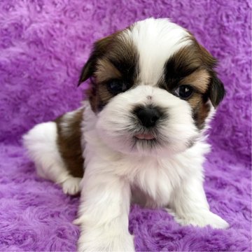 シーズー【茨城県・男の子・2025年10月23日・ホワイト&ゴールド】の写真「むっちり逞しい男の子」