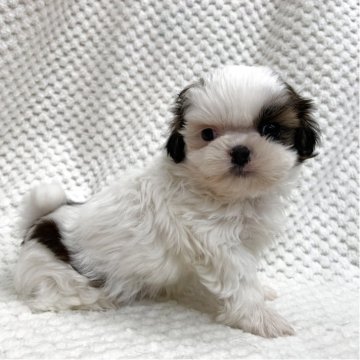 シーズー【茨城県・男の子・2025年10月27日・ホワイト&ゴールド】の写真「個性的なお顔の模様♡」