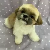 シーズー