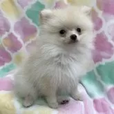 ポメラニアン
