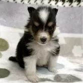 シェットランドシープドッグ