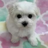 マルチーズ