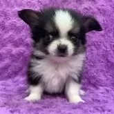 チワワ(ロング)【茨城県・男の子・2025年10月6日・ブラックタン&ホワイト】の写真1