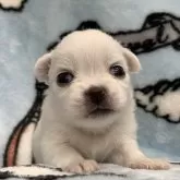 チワワ(ロング)