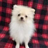 ポメラニアン