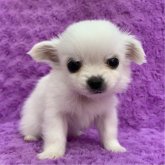 チワワ(ロング)