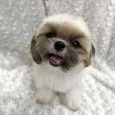 シーズー