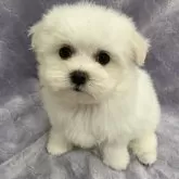 マルチーズ