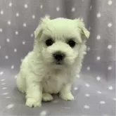 マルチーズ
