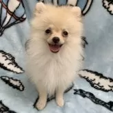 ポメラニアン