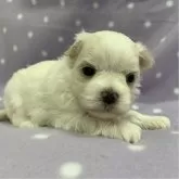 マルチーズ