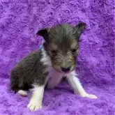 シェットランドシープドッグ