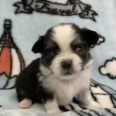 チワワ(ロング)