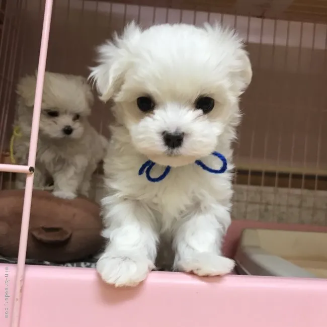 ID:2012-01606の子犬