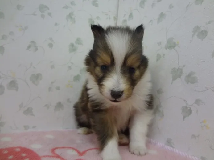 かくちゃん 様のお迎えした子犬