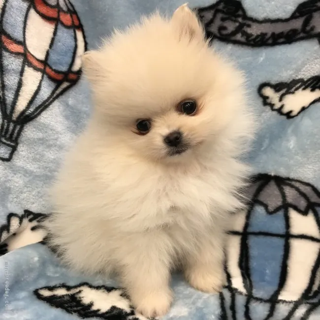 ID:2002-01685の子犬