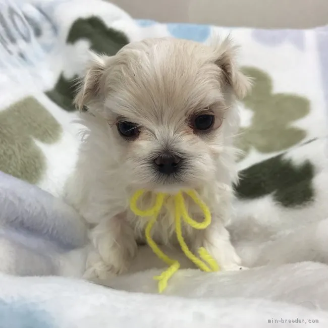 ID:2003-02038の子犬