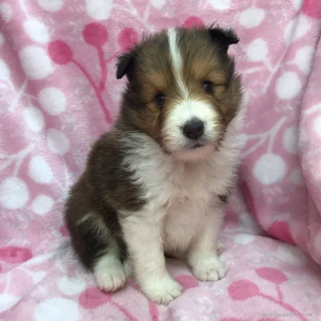 ID:2006-01633の子犬