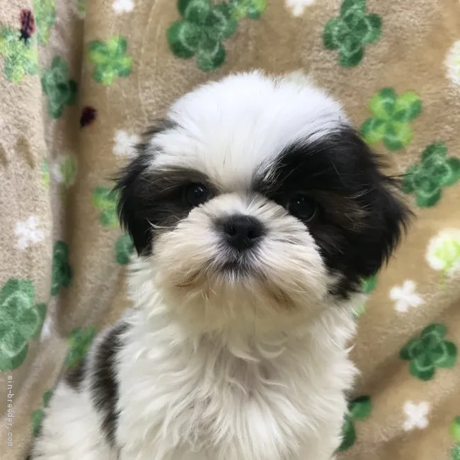 ID:2012-00512の子犬