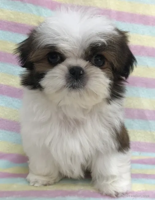 ID:2201-04384の子犬