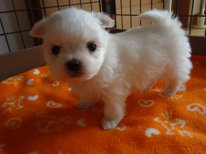 Kabu 様のお迎えした子犬