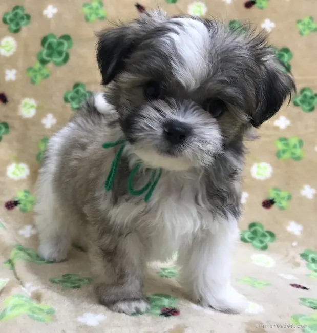 ID：2205-00940の子犬