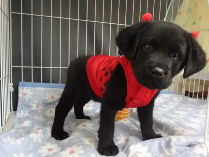 ID:1112-00010の子犬
