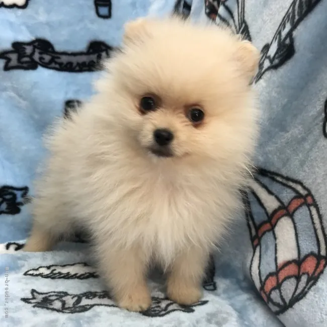 ID:2002-01688の子犬