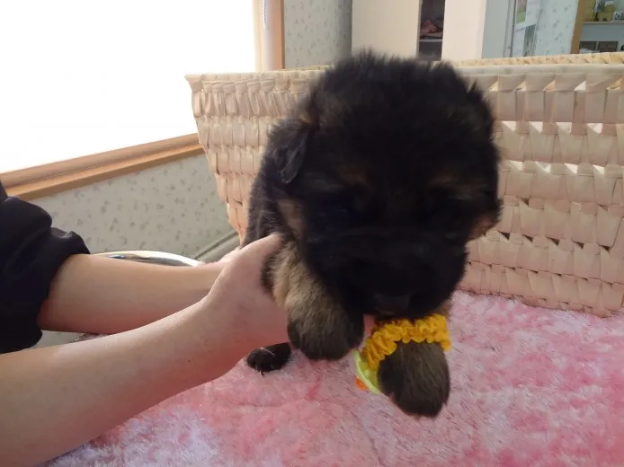 ID:1201-00397の子犬