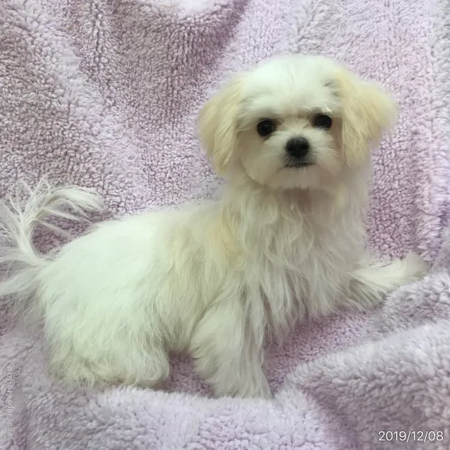 ID：1910-00743の子犬