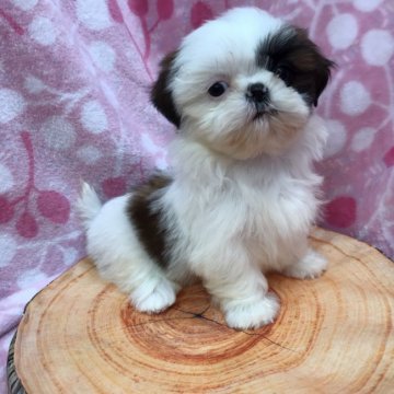 シーズー【茨城県・女の子・2020年3月23日・ホワイト&ブラウン】の写真「元気いっぱい女の子♬」