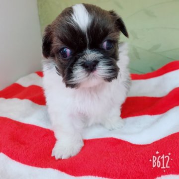 シーズー【茨城県・男の子・2018年12月4日・ホワイト&シルバーゴールド】の写真「どんなカラーになるかな？」