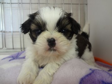 シーズー【茨城県・男の子・2013年2月16日・ホワイト&ブラウン】の写真「」