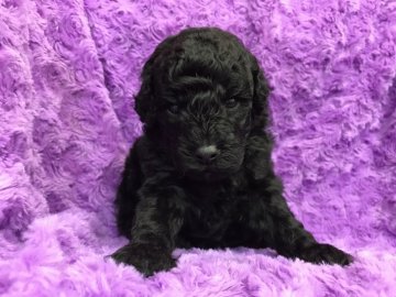 トイプードル(トイ)【茨城県・男の子・2017年6月3日・ブラック】の写真「一人っ子でムッチムチ♡」