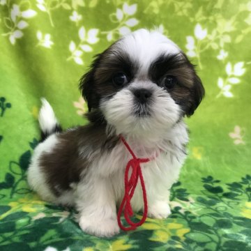 シーズー【茨城県・女の子・2021年8月18日・ホワイト&ブラウン】の写真「可愛い女の子♡」