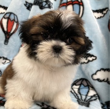 シーズー【茨城県・男の子・2024年5月9日・白茶】の写真「1人っ子ののんびり屋さん」