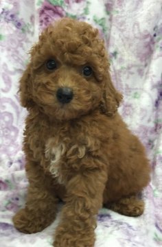 トイプードル(トイ)【茨城県・男の子・2021年5月18日・レッド】の写真「骨格太めのしっかりした男の子♪胸元に白あり。」