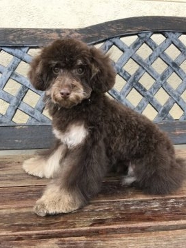 トイプードル(トイ)【茨城県・男の子・2016年11月22日・ブラウン】の写真「大人しめの僕です！」