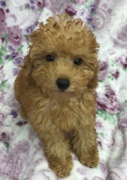 トイプードル(トイ)【茨城県・男の子・2021年5月18日・レッド】の写真「骨格太めのしっかりした男の子♪」