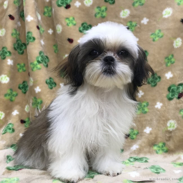 シーズー【茨城県・女の子・2022年1月22日・白茶】の写真「可愛い女の子♡」