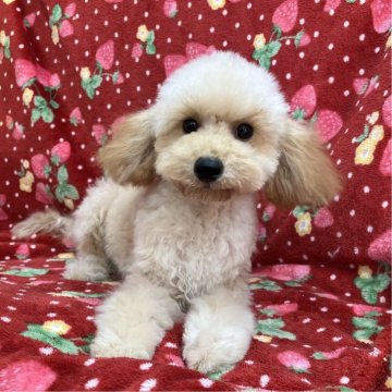 トイプードル(トイ)【茨城県・女の子・2023年7月2日・アプリコット】の写真「ママ似の美人さん♡ナチュラルテイルです♪」