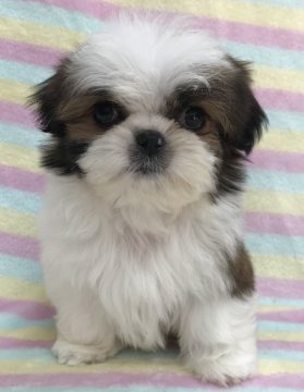 シーズー【茨城県・男の子・2021年11月22日・ホワイト&ブラウン】の写真「可愛い男の子♡」