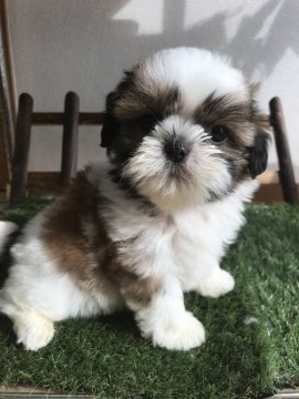 シーズー【茨城県・男の子・2018年7月20日・ホワイト&ゴールド】の写真「イケメン間違いなし！」